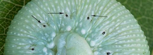 Trichiosoma sylvaticum