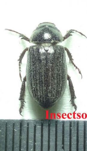 Phaeadoretus sp.