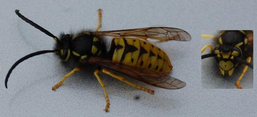 Vespula germanica