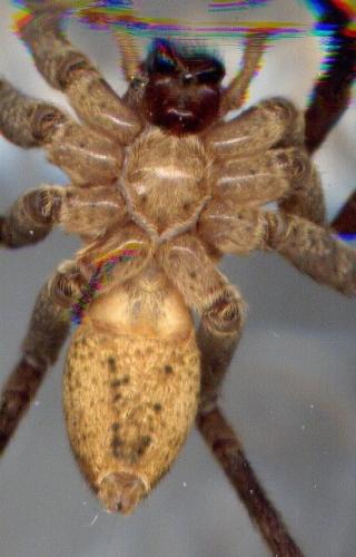 Zoropsis spinimana