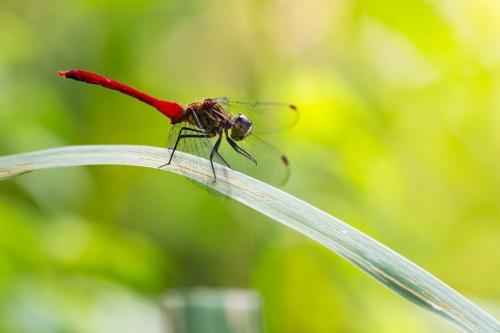 Réf. 198 184 : Sympetrum eroticum