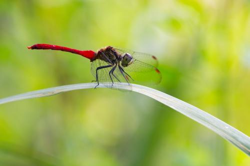 Réf. 198 185 : Sympetrum eroticum