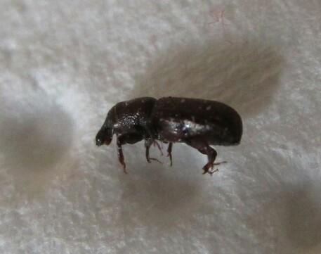Cossoninae
