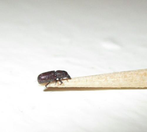 Cossoninae
