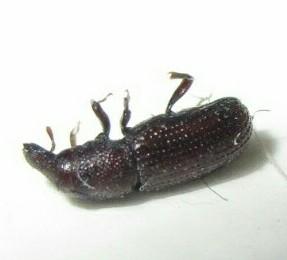 Cossoninae