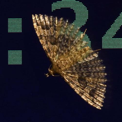 Alucita hexadactyla