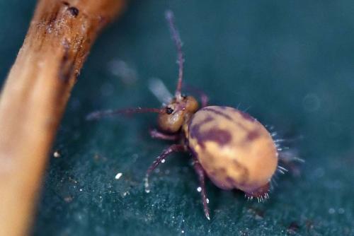 Dicyrtoma fusca