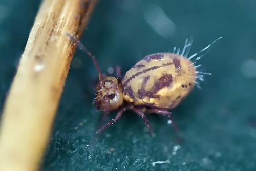 Dicyrtoma fusca