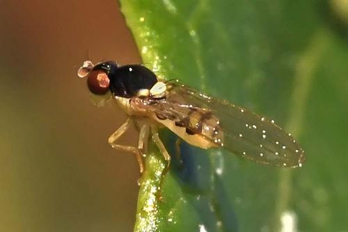Asteia amoena