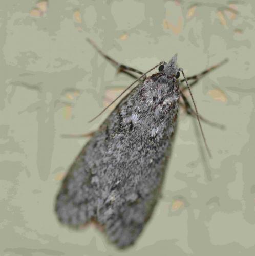 Diurnea fagella