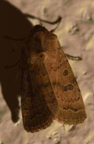 Réf. 198 460 : Hoplodrina sp.