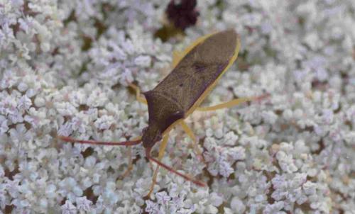 Gonocerus sp.