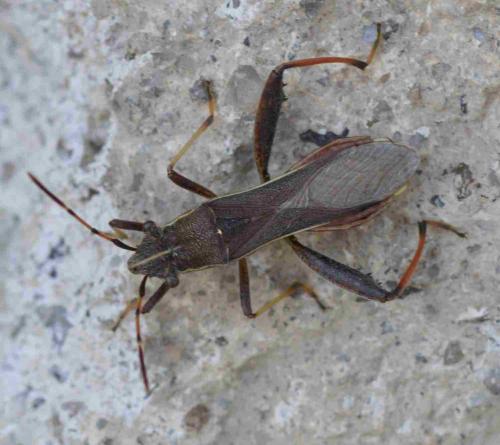 Réf. 198 464 : Camptopus lateralis