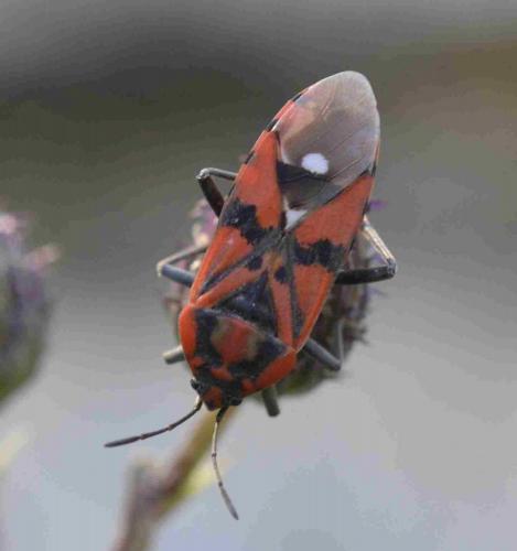 Réf. 198 504 : Spilostethus pandurus