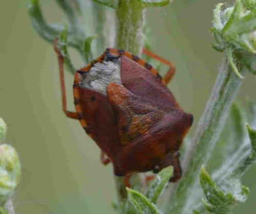 Carpocoris purpureipennis