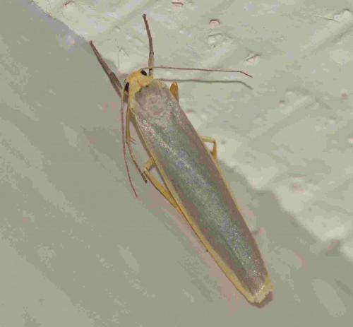 Eilema sp.