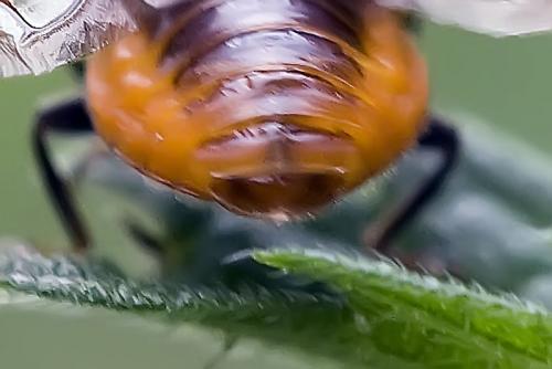 Harmonia axyridis