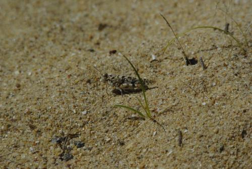 Sphingonotus sp.