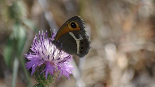 Réf. 198 022 : Pyronia bathseba