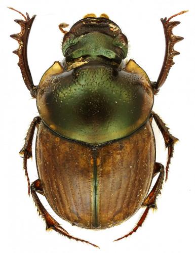 Réf. 198 285 : Digitonthophagus sp.