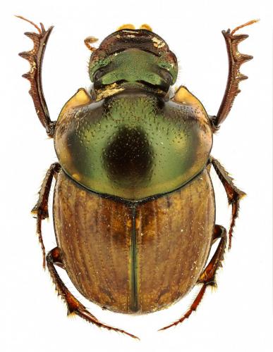 Réf. 198 286 : Digitonthophagus sp.