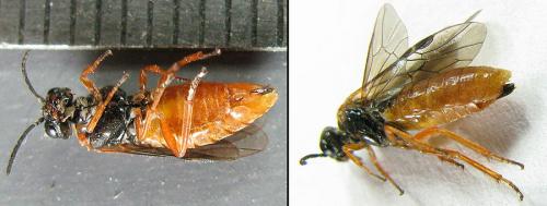 Monostegia abdominalis