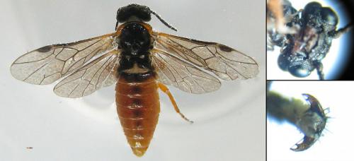 Réf. 198 091 : Monostegia abdominalis