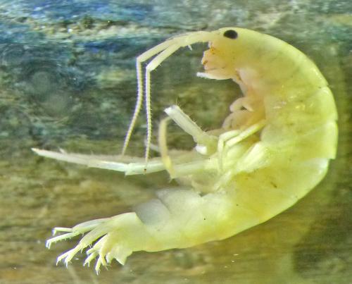 Arcitalitrus dorrieni