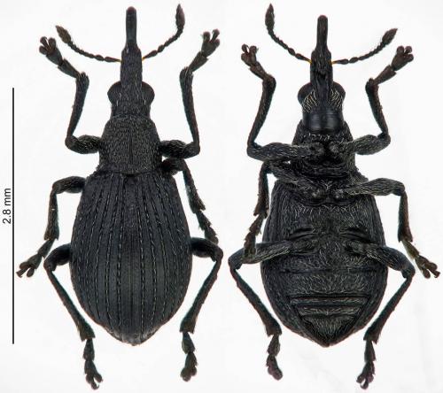 Oxystoma opeticum