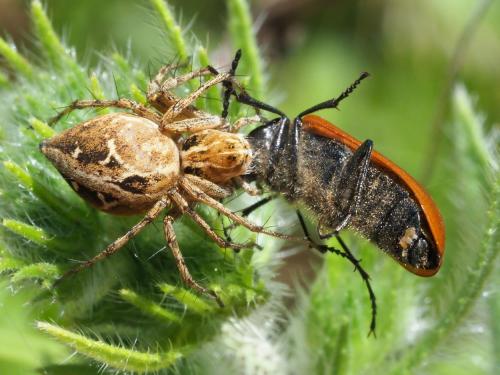 Oxyopes heterophthalmus