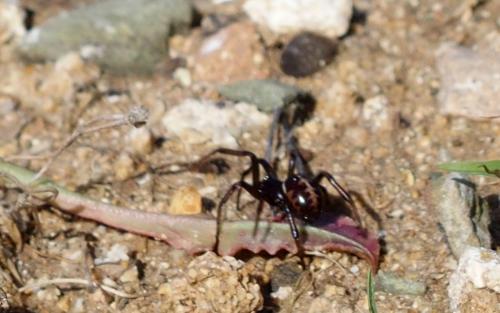 Steatoda paykulliana