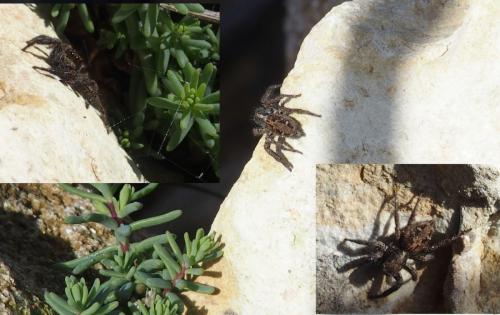 Réf. 198 426 : Plexippus paykulli