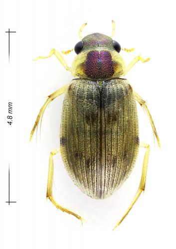 Berosus affinis