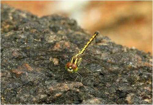 Brachythemis leucosticta