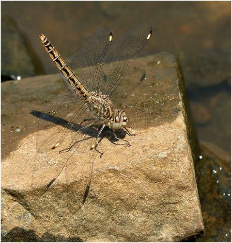 Brachythemis leucosticta