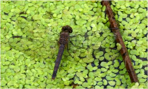 Brachythemis leucosticta