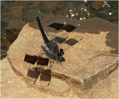 Brachythemis leucosticta