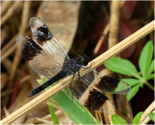 Réf. 198 452 : Brachythemis leucosticta