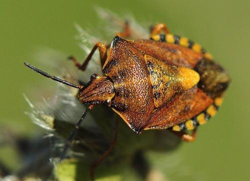 Carpocoris sp.