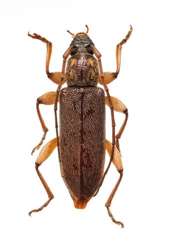 Ceresium flavipes