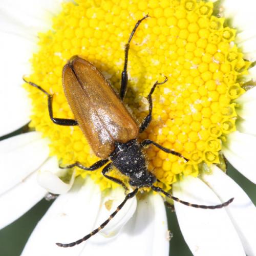 Réf. 198 723 : Stictoleptura hybrida