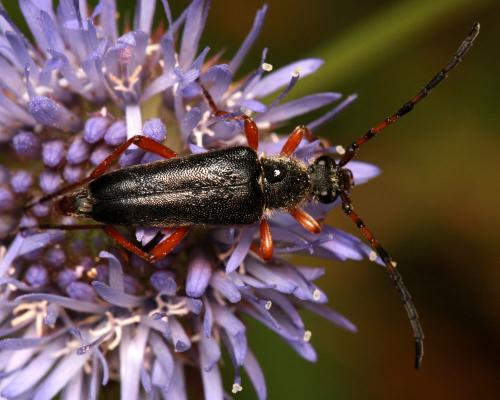 Réf. 198 726 : Stictoleptura stragulata