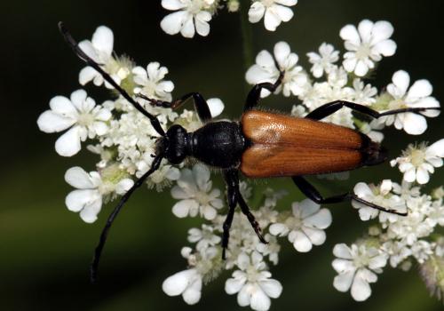 Réf. 198 725 : Stictoleptura fulva