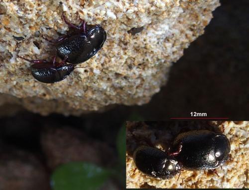 Chrysolina bankii