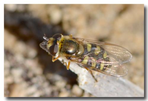 Eupeodes corollae
