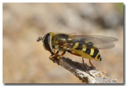 Réf. 198 649 : Eupeodes corollae