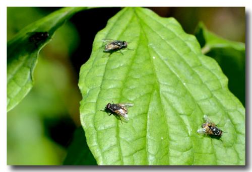 Musca autumnalis