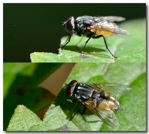 Musca autumnalis