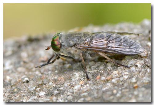 Réf. 198 642 : Tabanus tergestinus