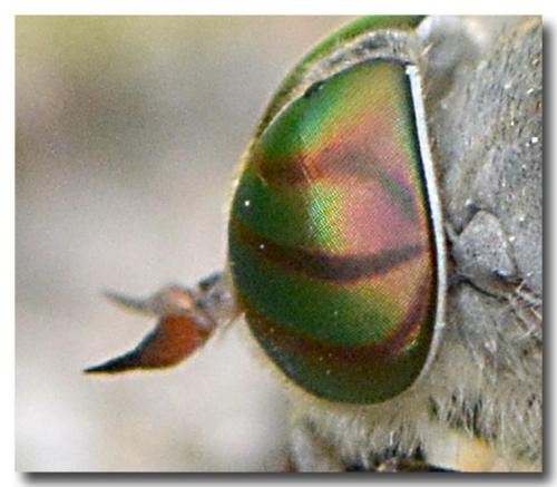 Réf. 198 643 : Tabanus tergestinus